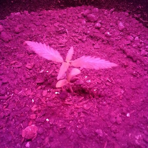 Pren N°01 growlog timeline photo