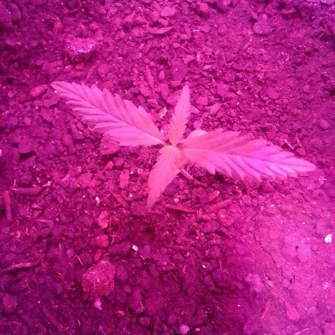 Pren N°01 growlog timeline photo