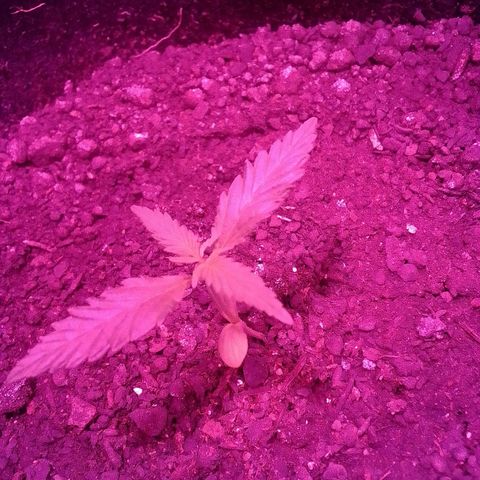 Pren N°01 growlog timeline photo