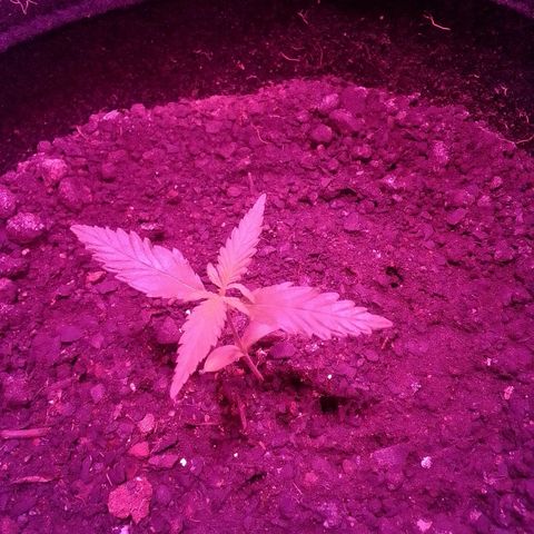 Pren N°01 growlog timeline photo