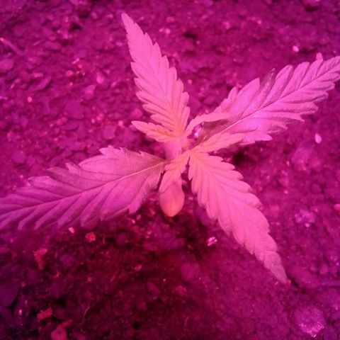 Pren N°01 growlog timeline photo