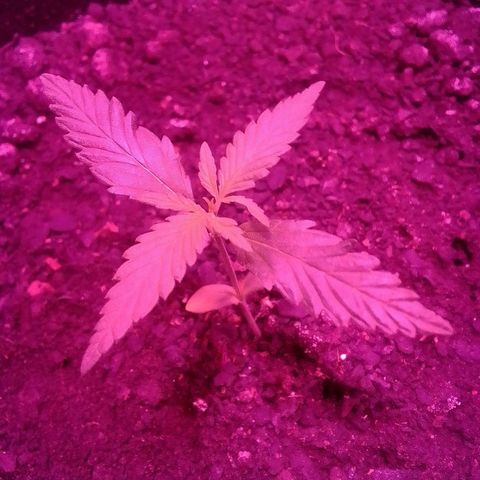 Pren N°01 growlog timeline photo