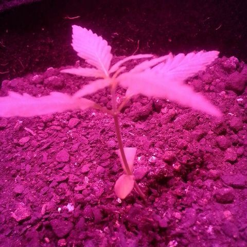 Pren N°01 growlog timeline photo