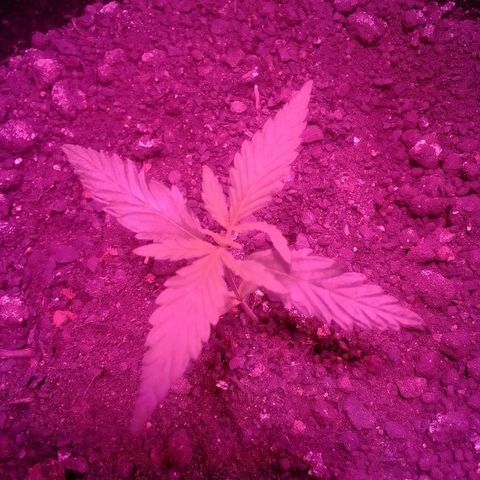 Pren N°01 growlog timeline photo