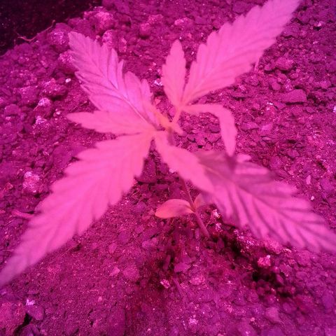 Pren N°01 growlog timeline photo