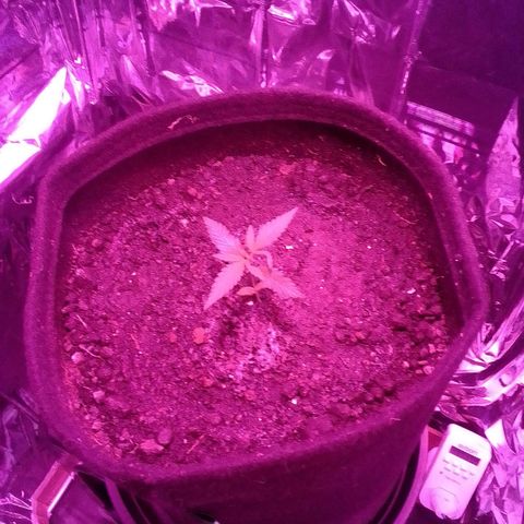 Pren N°01 growlog timeline photo