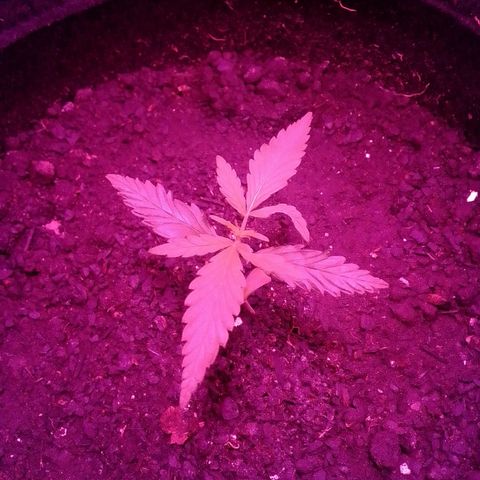 Pren N°01 growlog timeline photo