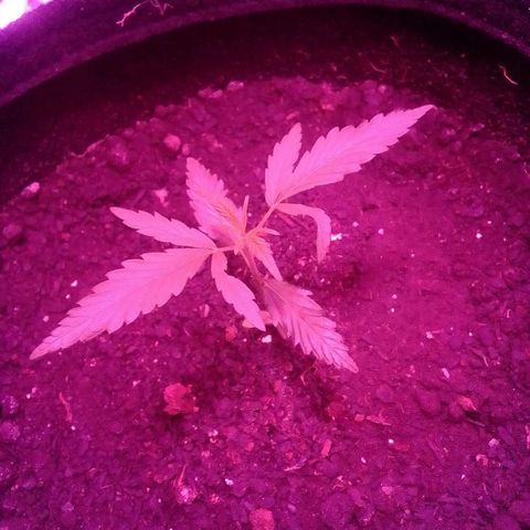 Pren N°01 growlog timeline photo