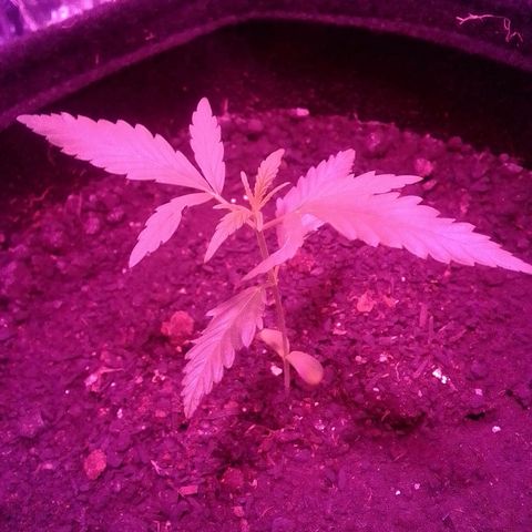 Pren N°01 growlog timeline photo