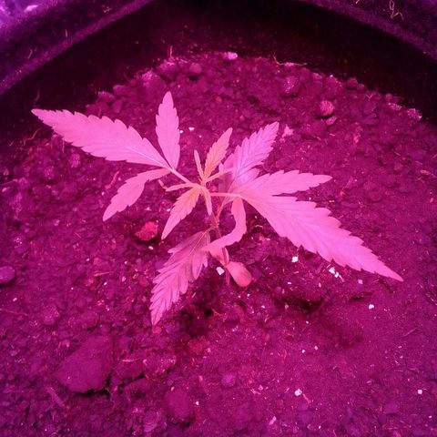 Pren N°01 growlog timeline photo