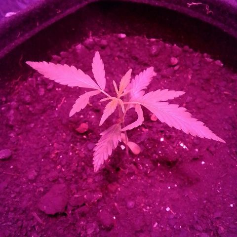 Pren N°01 growlog timeline photo