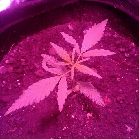 Pren N°01 growlog timeline photo
