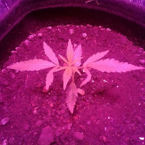 Pren N°01 growlog timeline photo
