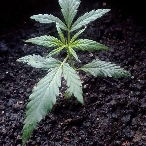 Pren N°01 growlog timeline photo