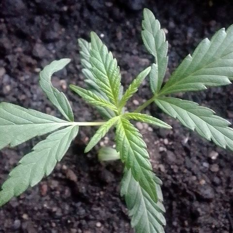 Pren N°01 growlog timeline photo