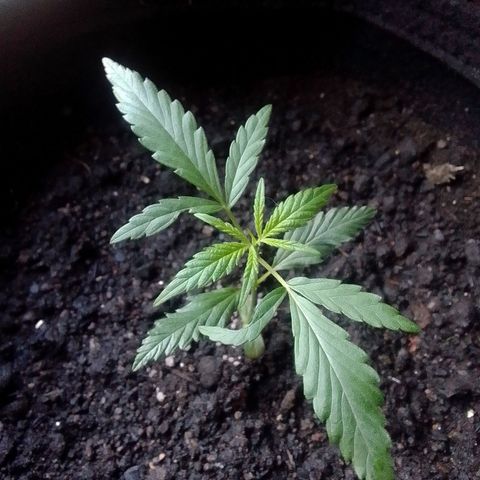 Pren N°01 growlog timeline photo