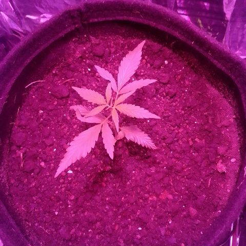 Pren N°01 growlog timeline photo