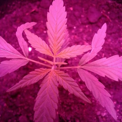 Pren N°01 growlog timeline photo