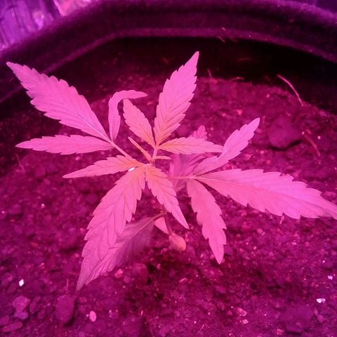 Pren N°01 growlog timeline photo