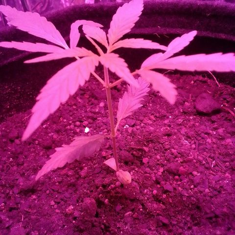 Pren N°01 growlog timeline photo