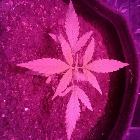 Pren N°01 growlog timeline photo