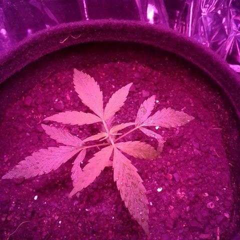 Pren N°01 growlog timeline photo