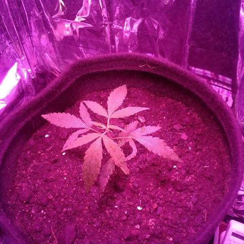 Pren N°01 growlog timeline photo