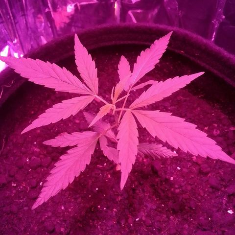 Pren N°01 growlog timeline photo