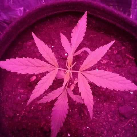 Pren N°01 growlog timeline photo