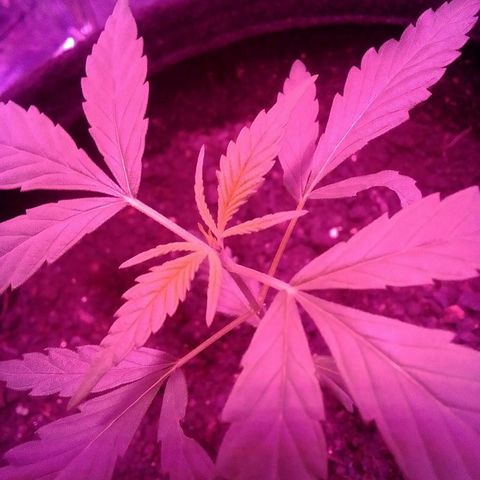 Pren N°01 growlog timeline photo