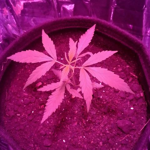 Pren N°01 growlog timeline photo