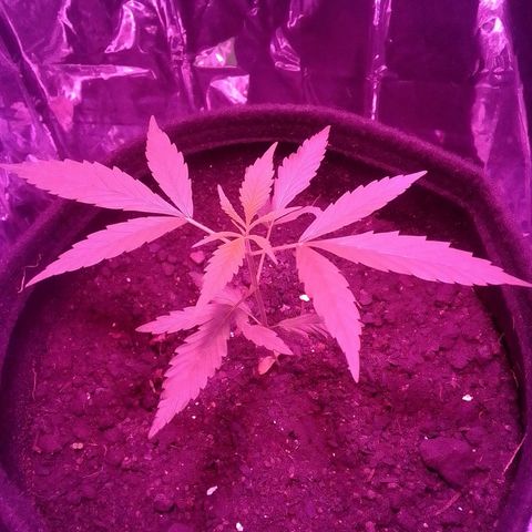 Pren N°01 growlog timeline photo