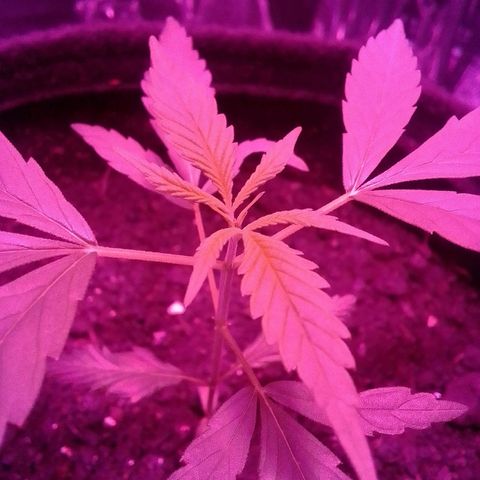 Pren N°01 growlog timeline photo
