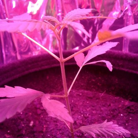 Pren N°01 growlog timeline photo