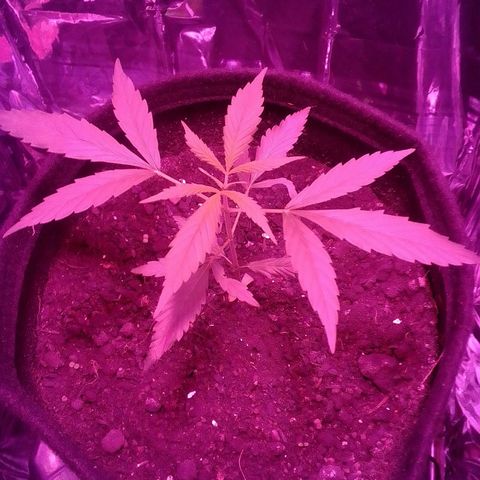 Pren N°01 growlog timeline photo