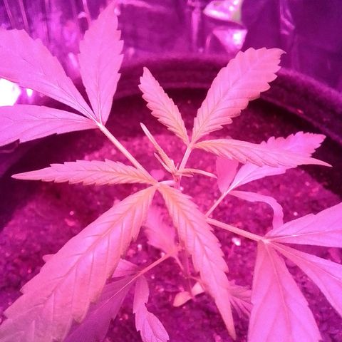 Pren N°01 growlog timeline photo