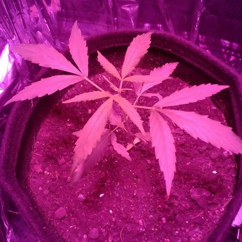 Pren N°01 growlog timeline photo