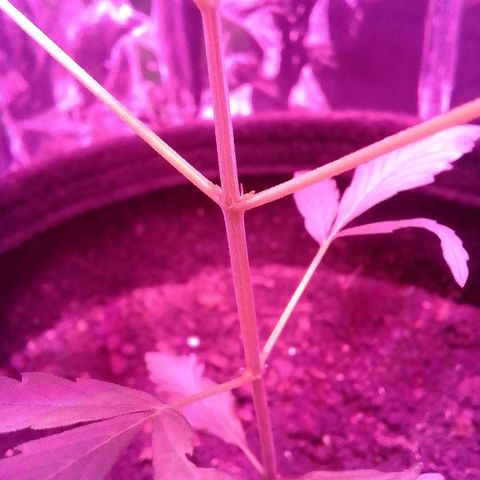 Pren N°01 growlog timeline photo