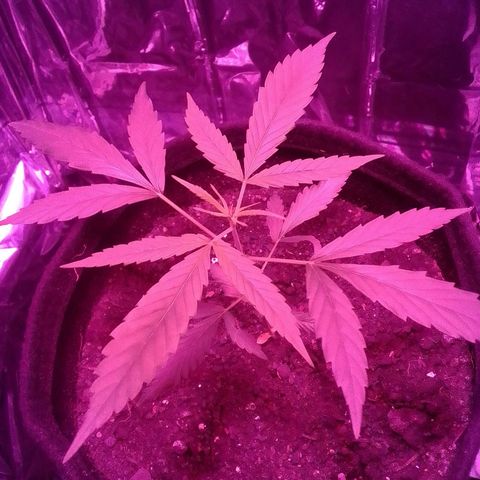 Pren N°01 growlog timeline photo