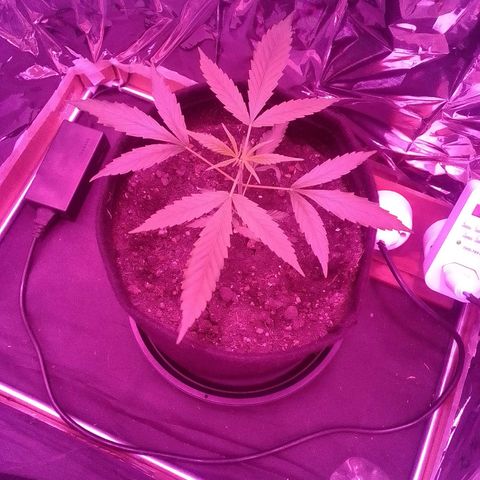 Pren N°01 growlog timeline photo