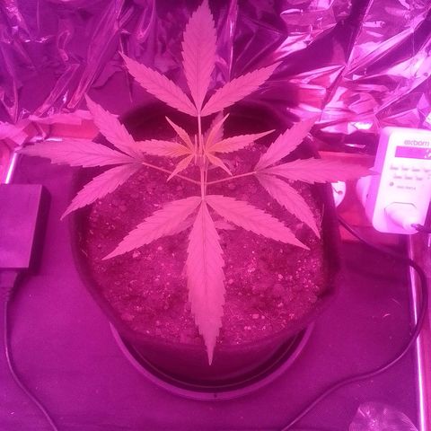 Pren N°01 growlog timeline photo