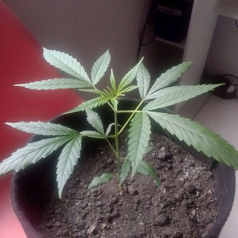 Pren N°01 growlog timeline photo