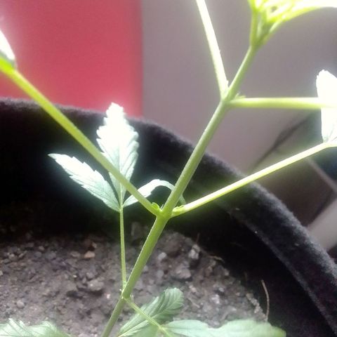 Pren N°01 growlog timeline photo