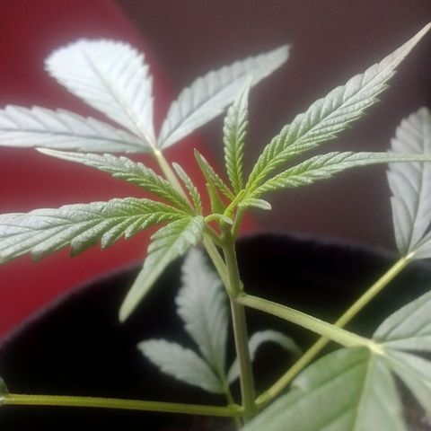 Pren N°01 growlog timeline photo