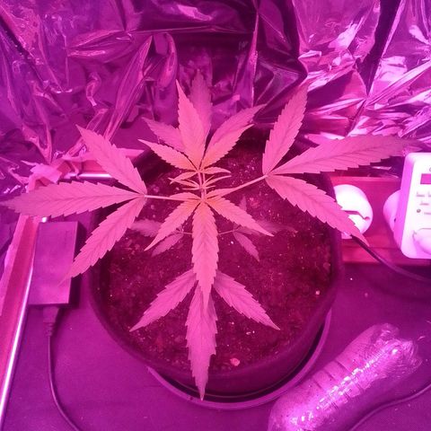 Pren N°01 growlog timeline photo