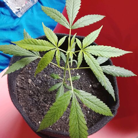 Pren N°01 growlog timeline photo
