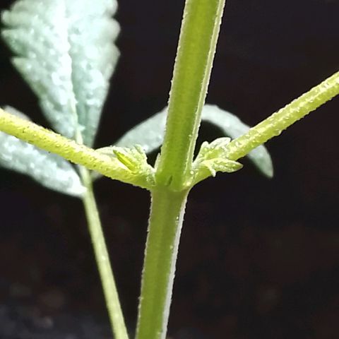 Pren N°01 growlog timeline photo