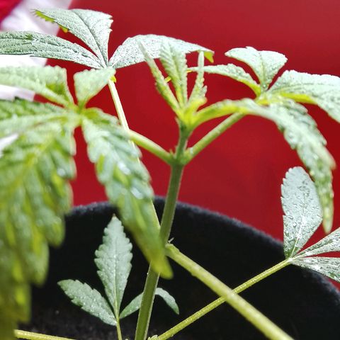 Pren N°01 growlog timeline photo