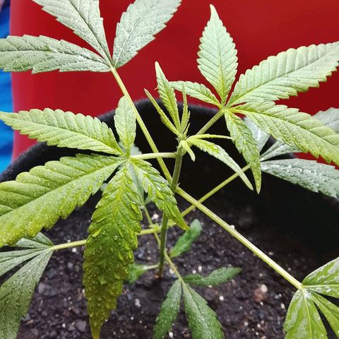 Pren N°01 growlog timeline photo