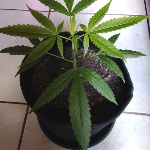 Pren N°01 growlog timeline photo
